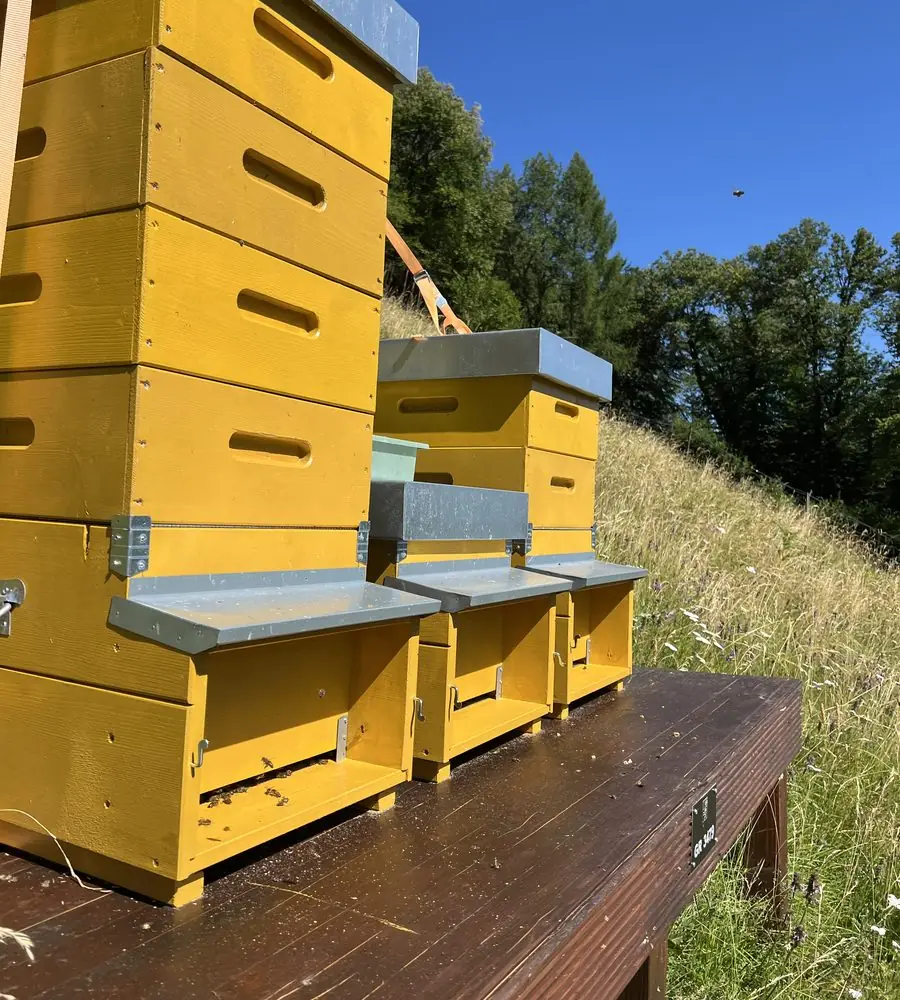 Nahaufnahme der gelben Bienenbeuten mit Bienen am Flugloch