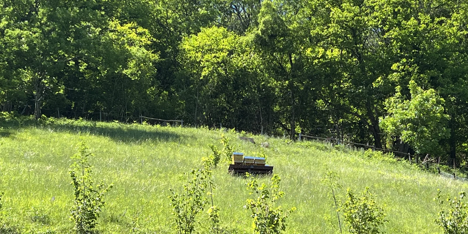 Bergwiese mit jungen Haselsträuchern vor dem Waldrand, in der Mitte der Bienenstand