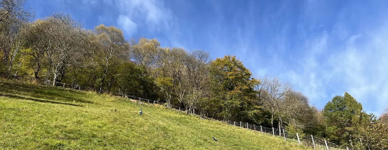 Bergwiese mit Waldrand unter blauem Himmel im Herbst