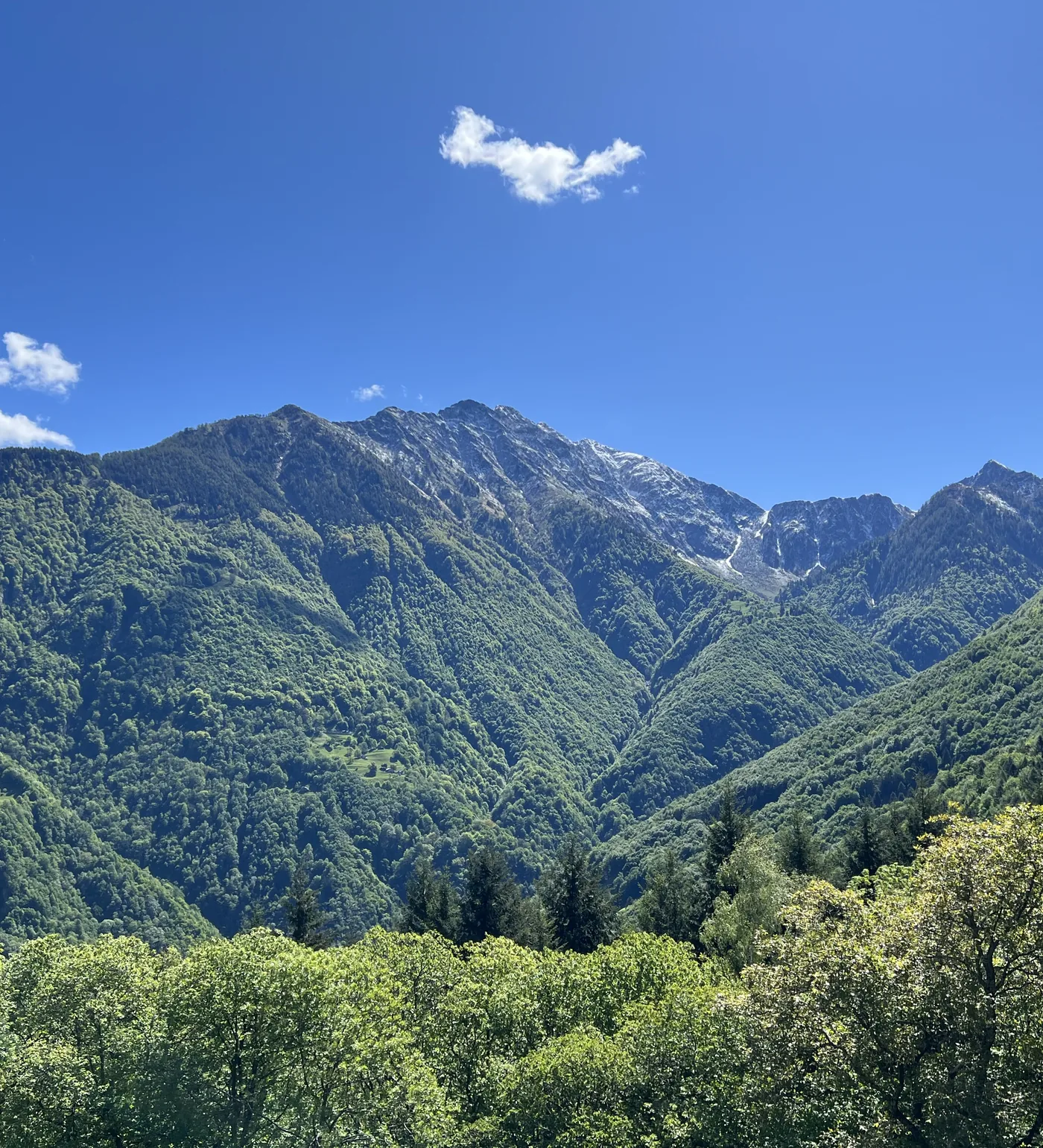 Blick vom Monte di Vif auf die bewaldeten Hänge und Gipfel über dem Misox