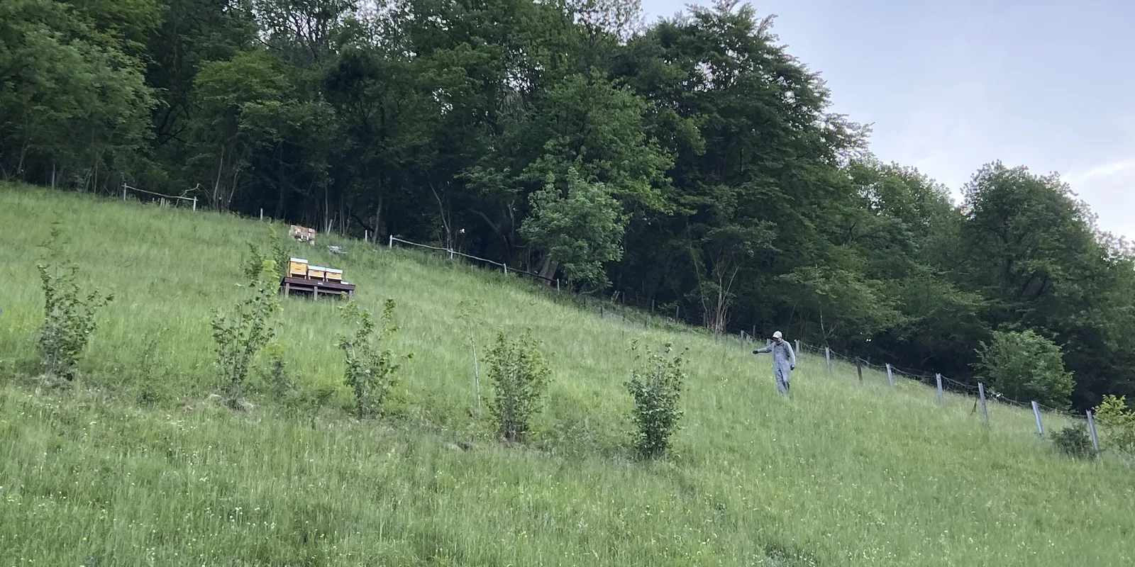 Ein Imker unterwegs in der Bergwiese, oben am Waldrand der Bienenstand