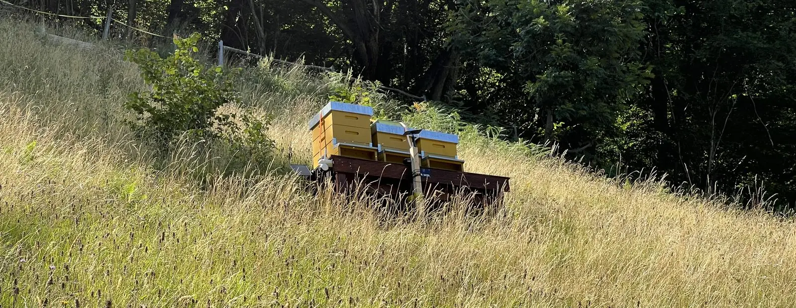 Bienenbeuten auf dem Holzstand in der sommerlichen Bergwiese
