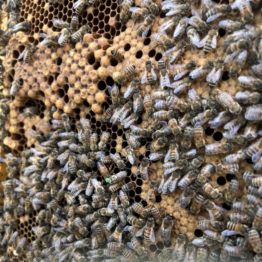 Die Königin mit grünem Farbpunkt inmitten ihrer Bienen auf der Brutwabe