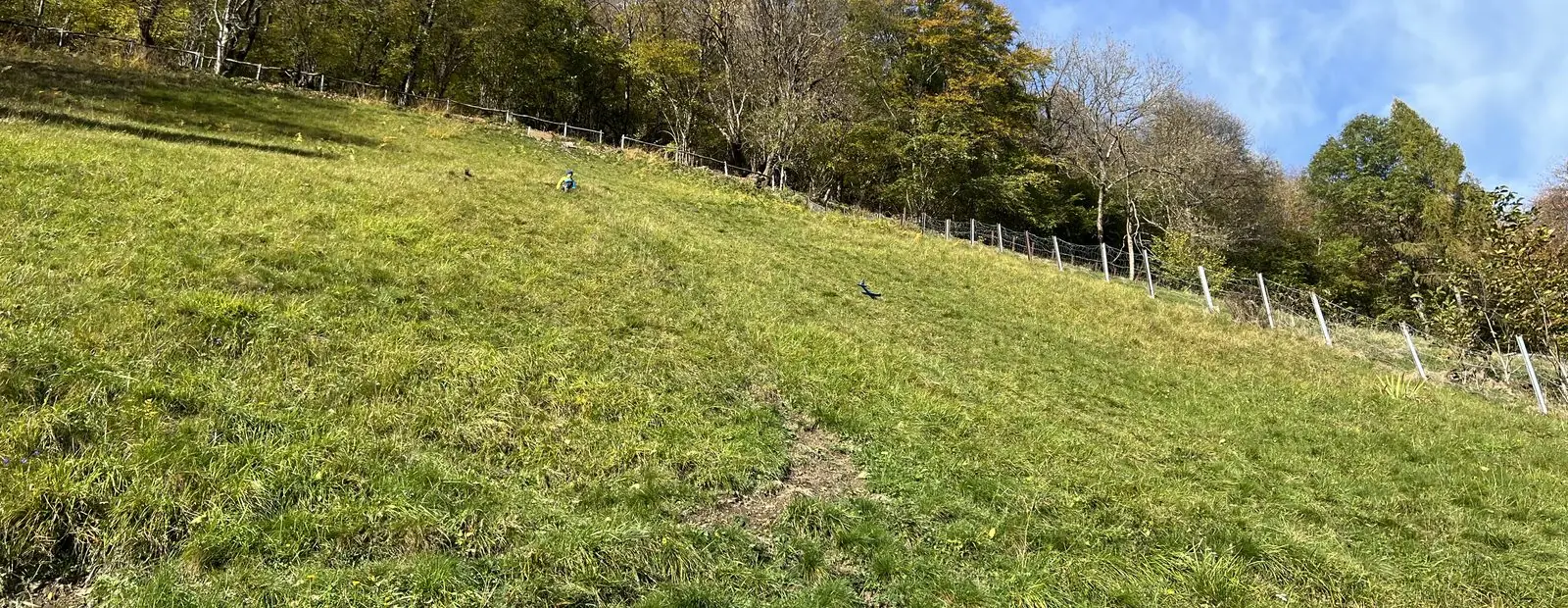Gemähte Bergwiese, die steil zum Waldrand ansteigt