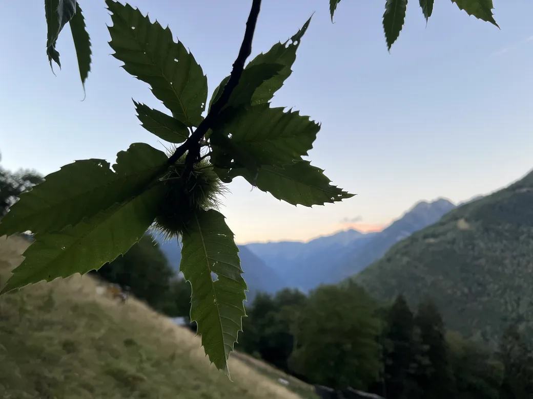 Zweig der Edelkastanie mit stacheliger Frucht vor dem Abendhimmel über dem Tal