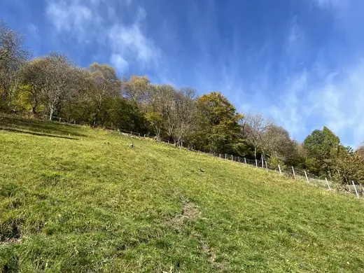 Bergwiese am Waldrand im Herbst