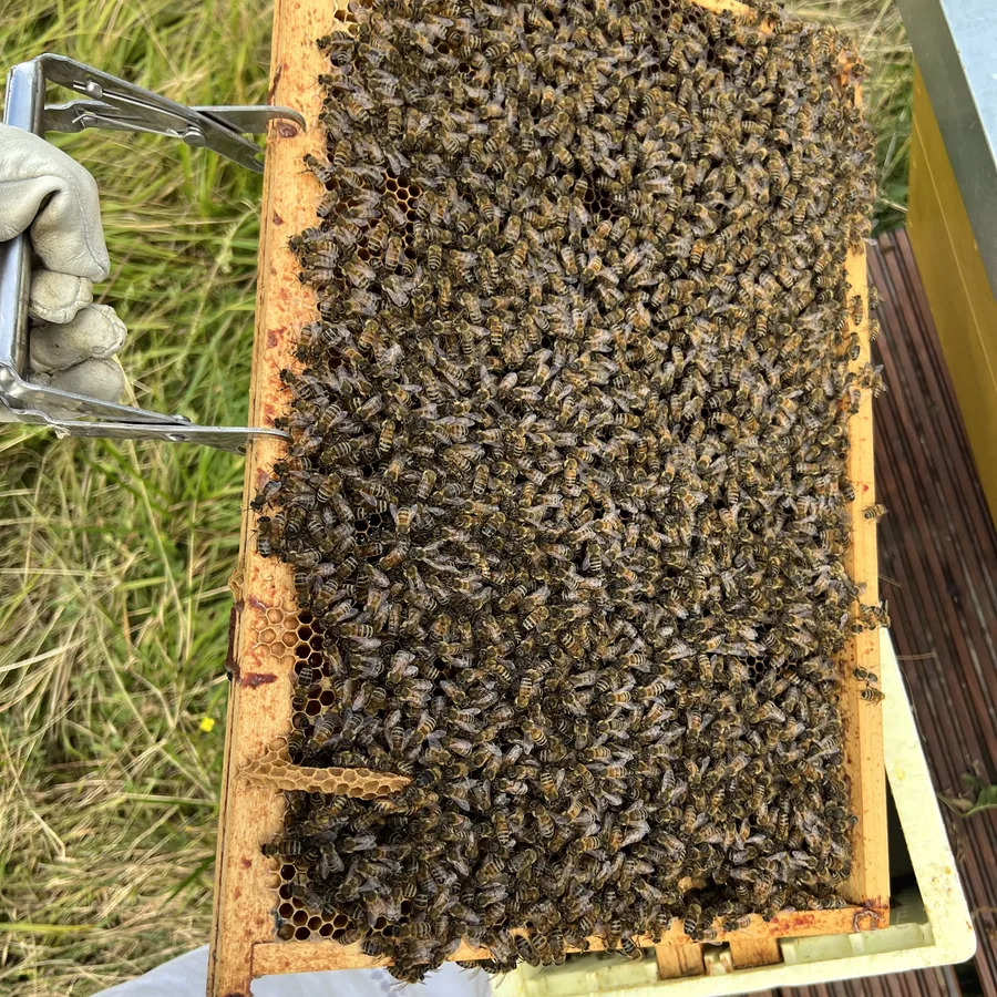 Eine Wabe dicht besetzt mit Bienen, gehalten in der Hand des Imkers