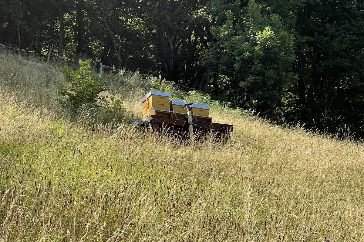 Bienenbeuten auf einem Holzstand in der hohen Blumenwiese am Waldrand